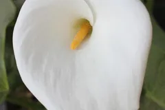 127