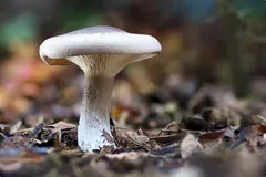 a8